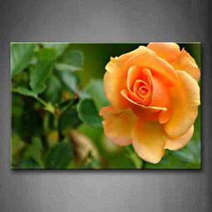 Yellow Orange Fresh Orange Rose Wall Art Painting The Picture Print On Canvas Flower Pictures For Home Decor Decoration Gift 