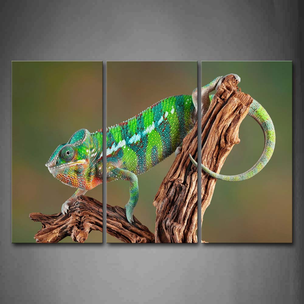 Colorful Chameleon Crawl On Dry Branch Wall Art Painting Pictures