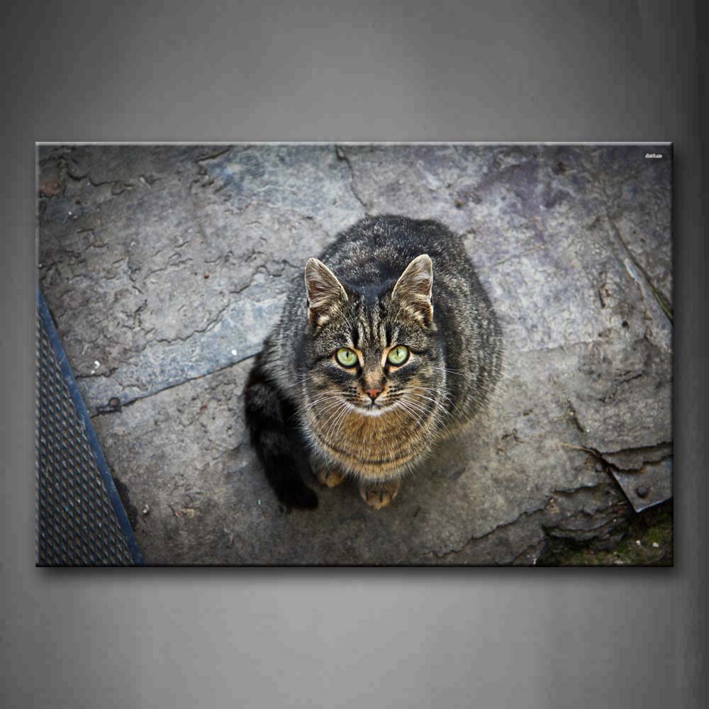 Gray Cat Sit On Land And Raise Head To Stare Wall Art Painting Pictures Print On Canvas Animal The Picture For Home Modern Decoration 