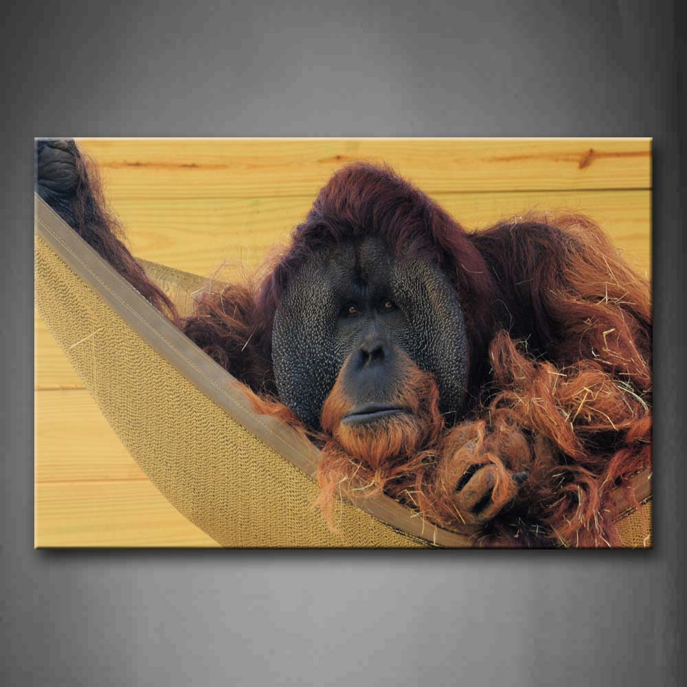 Orangutan Lie In Hammock Wall Art Painting The Picture Print On Canvas Animal Pictures For Home Decor Decoration Gift 