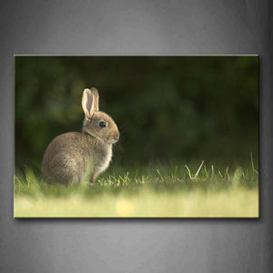 Brown Rabbit Sit On Grassland Wall Art Painting Pictures Print On Canvas Animal The Picture For Home Modern Decoration 