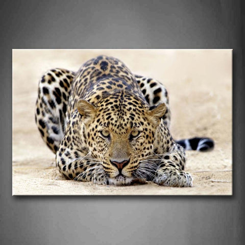 Leopard Bend Over Sand Land Wall Art Painting Pictures Print On Canvas Animal The Picture For Home Modern Decoration 