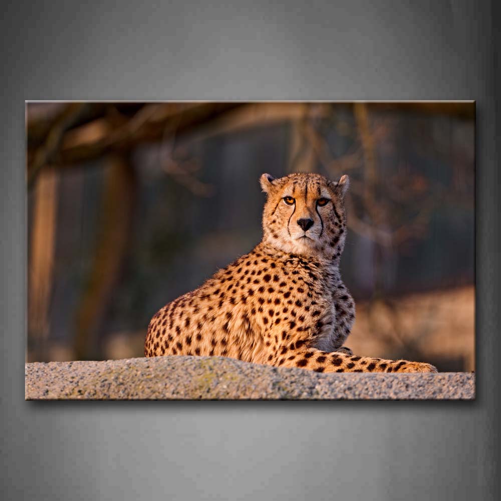 Cheetah Sit On Big Stone  Wall Art Painting Pictures Print On Canvas Animal The Picture For Home Modern Decoration 