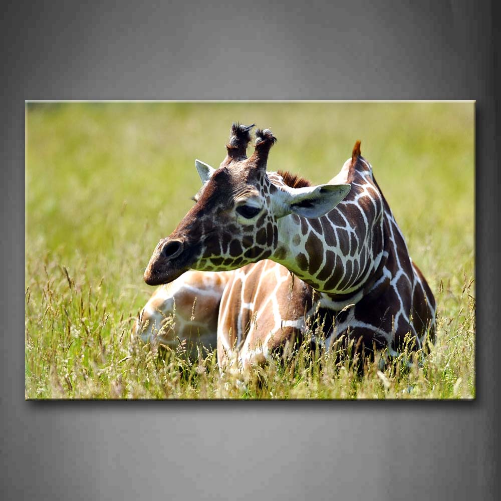 Giraffe Lie On Grassland Wall Art Painting Pictures Print On Canvas Animal The Picture For Home Modern Decoration 