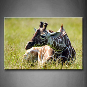 Giraffe Lie On Grassland Wall Art Painting Pictures Print On Canvas Animal The Picture For Home Modern Decoration 