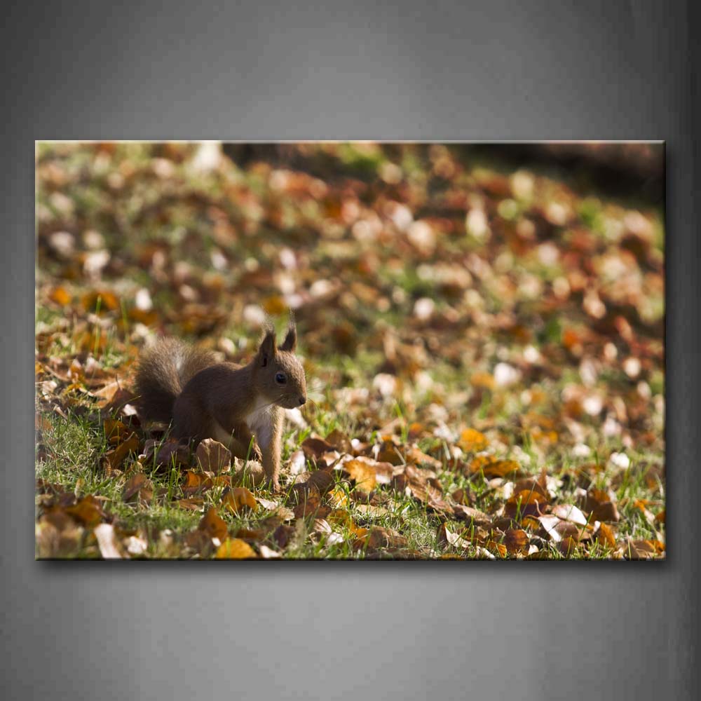 Squirrel Walk On Grassland Dry Leafs Wall Art Painting The Picture Print On Canvas Animal Pictures For Home Decor Decoration Gift 