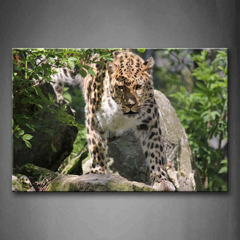 Leopard Walk On Big Stones Green Plant Wall Art Painting The Picture Print On Canvas Animal Pictures For Home Decor Decoration Gift 