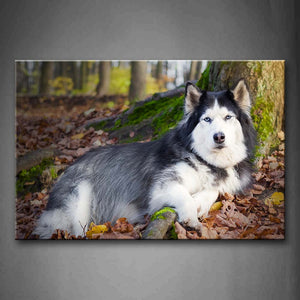 Husky Lie In Forest Fallen Leafs Wall Art Painting Pictures Print On Canvas Animal The Picture For Home Modern Decoration 