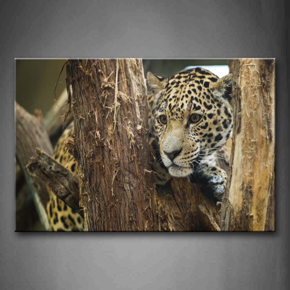 Jaguar Sit In Wood  Wall Art Painting Pictures Print On Canvas Animal The Picture For Home Modern Decoration 