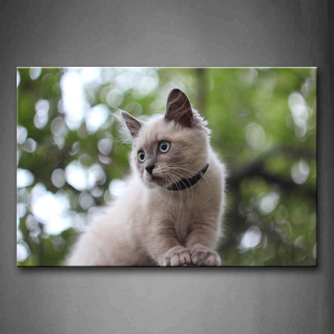 White Cat Stare At Front  Wall Art Painting Pictures Print On Canvas Animal The Picture For Home Modern Decoration 