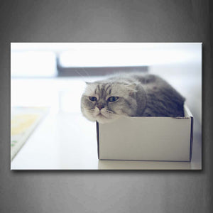 Gray Cat In Carton Wall Art Painting Pictures Print On Canvas Animal The Picture For Home Modern Decoration 