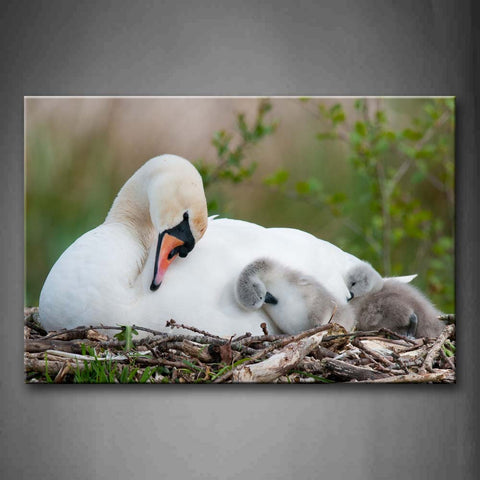 Mother Swan And Cub In Nest Wall Art Painting Pictures Print On Canvas Animal The Picture For Home Modern Decoration 