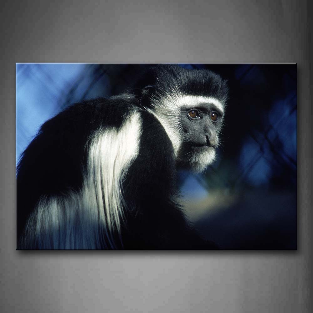 Colobus Monkey White And Black  Wall Art Painting Pictures Print On Canvas Animal The Picture For Home Modern Decoration 