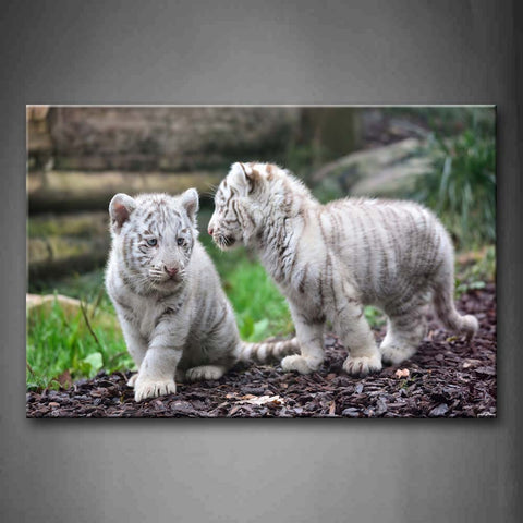 Two Cub White Tiger On Land  Wall Art Painting The Picture Print On Canvas Animal Pictures For Home Decor Decoration Gift 