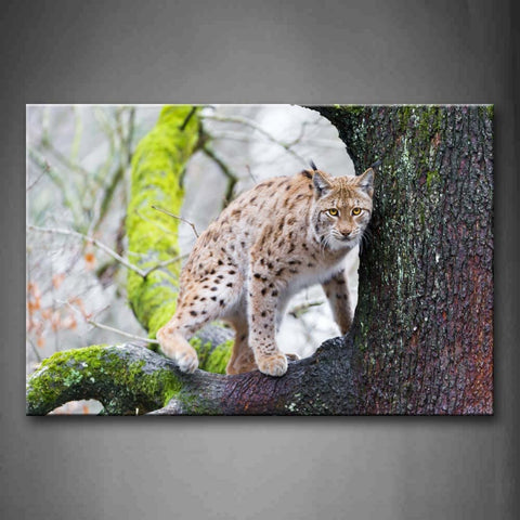 Lynx Stand On Tree Moss Wall Art Painting The Picture Print On Canvas Animal Pictures For Home Decor Decoration Gift 