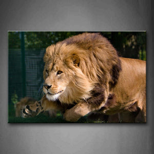 Lion Jump  Wall Art Painting Pictures Print On Canvas Animal The Picture For Home Modern Decoration 