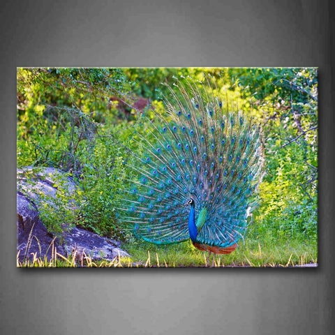 Peacock Stand On Land Plant Beautiful Feather Wall Art Painting The Picture Print On Canvas Animal Pictures For Home Decor Decoration Gift 