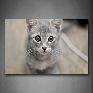 Lovely Cat With White Beard Staring Wall Art Painting The Picture Print On Canvas Animal Pictures For Home Decor Decoration Gift 