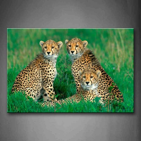 Three Cheetahs Sit In Green Grass Wall Art Painting Pictures Print On Canvas Animal The Picture For Home Modern Decoration 