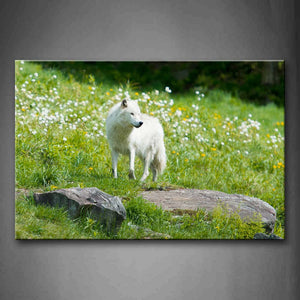 White Wolf Stand On Grassland Rock Flower Wall Art Painting Pictures Print On Canvas Animal The Picture For Home Modern Decoration 