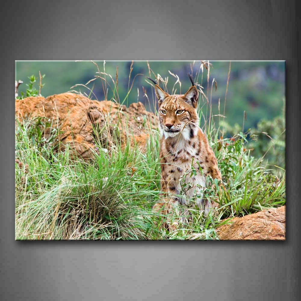 Lynx Stand On Grass Stone Wall Art Painting The Picture Print On Canvas Animal Pictures For Home Decor Decoration Gift 