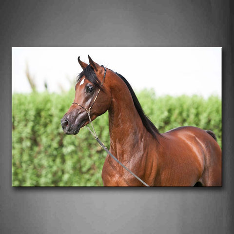 Brown Horse  Plant Wall Art Painting The Picture Print On Canvas Animal Pictures For Home Decor Decoration Gift 