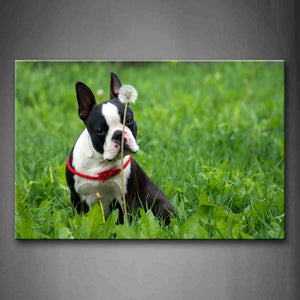 Boston Terrier Sit Grassland Near A Flower Wall Art Painting Pictures Print On Canvas Animal The Picture For Home Modern Decoration 