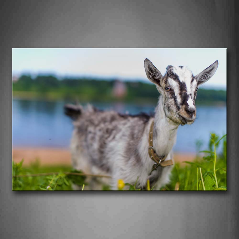 Goat Stand In Grass Near A Lake Wall Art Painting Pictures Print On Canvas Animal The Picture For Home Modern Decoration 