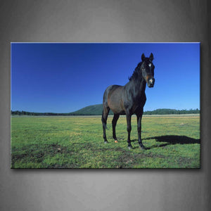 Blue Black Horse Stand On Lawn Hill Wall Art Painting Pictures Print On Canvas Animal The Picture For Home Modern Decoration 