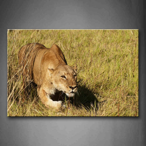 Lion Crawl On Grassland Wall Art Painting The Picture Print On Canvas Animal Pictures For Home Decor Decoration Gift 