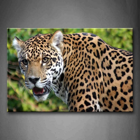 Jaguar Staring Open Mouth Wall Art Painting Pictures Print On Canvas Animal The Picture For Home Modern Decoration 