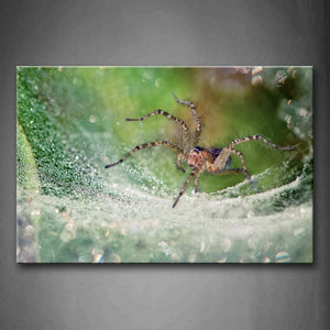 Spider And Spider Web Drop Of Water Wall Art Painting Pictures Print On Canvas Animal The Picture For Home Modern Decoration 