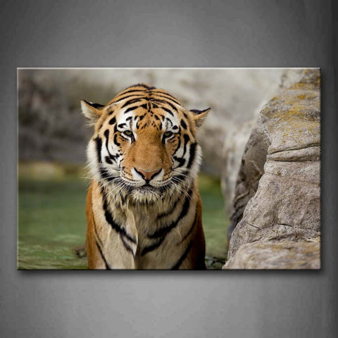 Tiger Sit Near A Rock Wall Art Painting The Picture Print On Canvas Animal Pictures For Home Decor Decoration Gift 