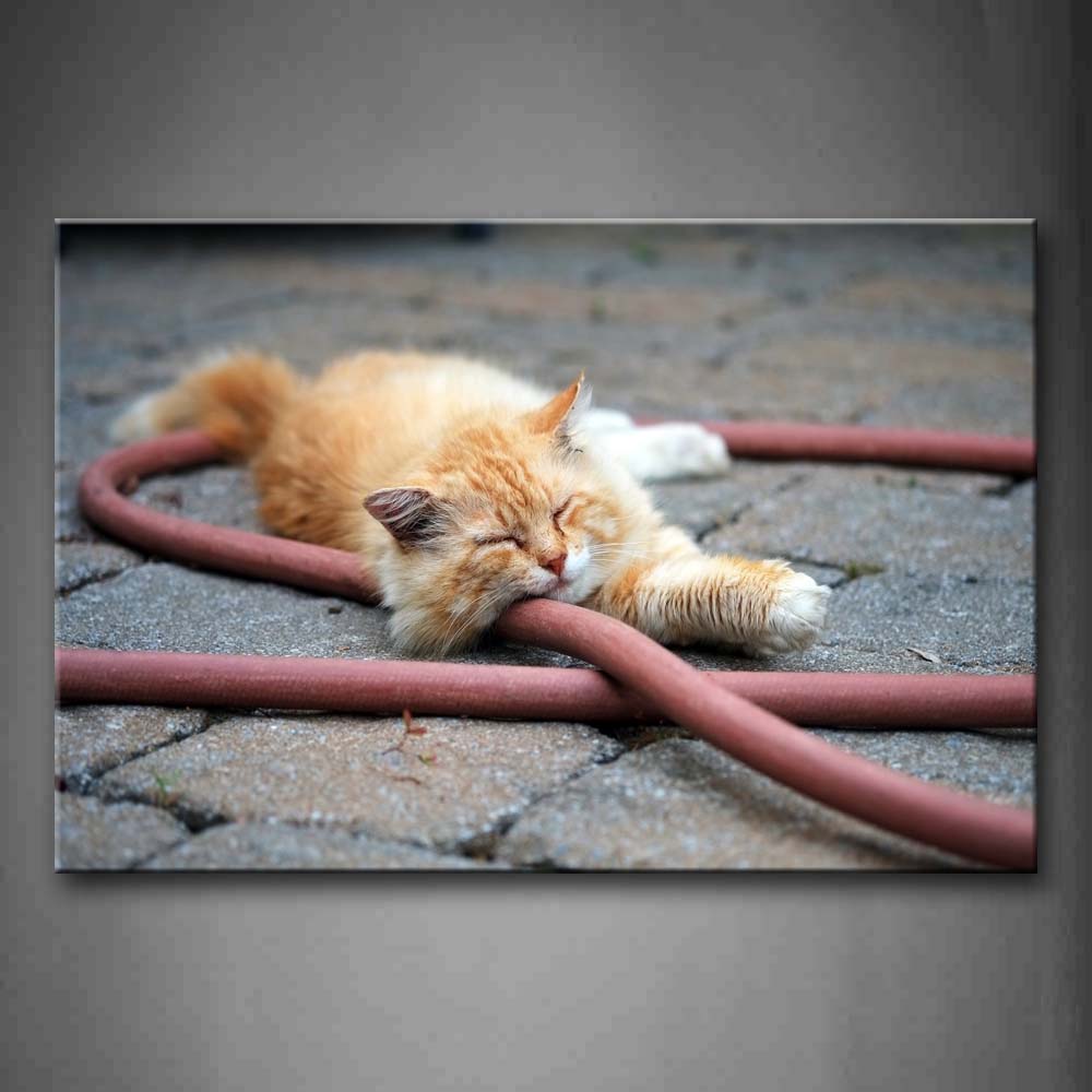 Yellow And White Cat Sleep On Water Pipe Wall Art Painting Pictures Print On Canvas Animal The Picture For Home Modern Decoration 