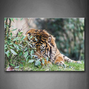 Tiger Bend Over Lawn Small Tree Keep Off Body Wall Art Painting Pictures Print On Canvas Animal The Picture For Home Modern Decoration 