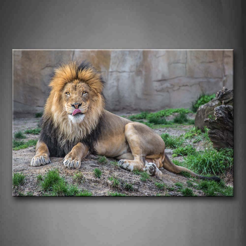 Lion Lying Down Ground With Grass Wall Art Painting The Picture Print On Canvas Animal Pictures For Home Decor Decoration Gift 