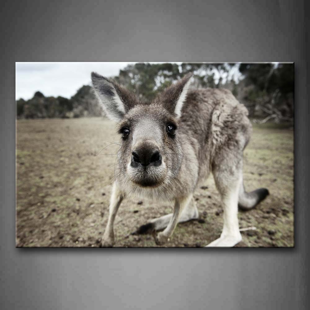 Kangaroo Staring Mud Land Wall Art Painting The Picture Print On Canvas Animal Pictures For Home Decor Decoration Gift 