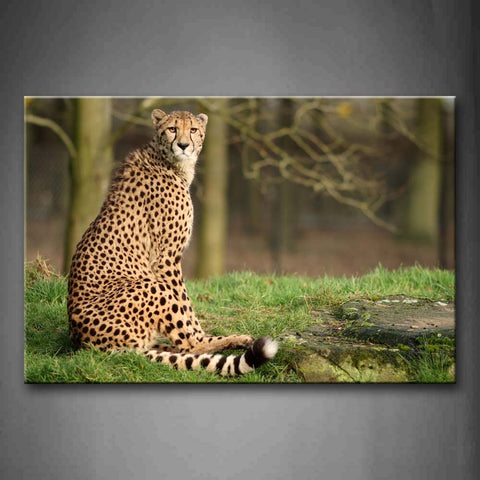 Cheetah Sit On Grass Tree Wall Art Painting Pictures Print On Canvas Animal The Picture For Home Modern Decoration 