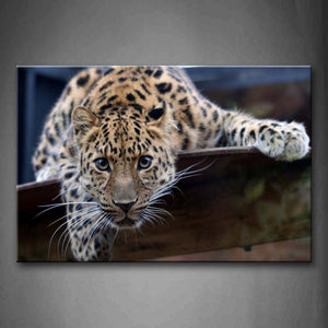 Jaguar Bend Over To Staring  Wall Art Painting Pictures Print On Canvas Animal The Picture For Home Modern Decoration 