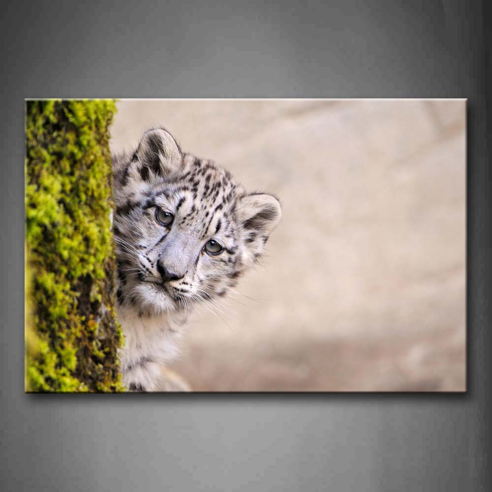 Snow Leopard Peep In Stone With Moss Wall Art Painting Pictures Print On Canvas Animal The Picture For Home Modern Decoration 