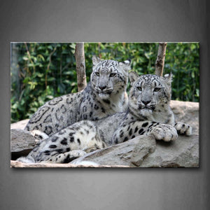 Two Snow Leopard Lie On Rock Near Trees Wall Art Painting Pictures Print On Canvas Animal The Picture For Home Modern Decoration 