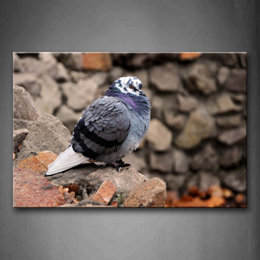  Pigeon Standing On The Stone Wall Art Painting Pictures Print On Canvas Animal The Picture For Home Modern Decoration 