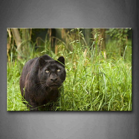 Black Panther Stop On Grass Wall Art Painting Pictures Print On Canvas Animal The Picture For Home Modern Decoration 