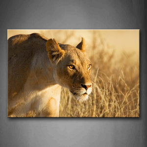 Lion Stare At Front Yellow Grass Wall Art Painting Pictures Print On Canvas Animal The Picture For Home Modern Decoration 