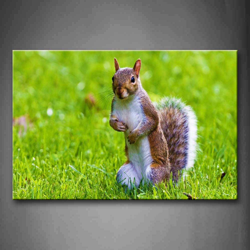 Squirrel Stand On Green Lawn Wall Art Painting Pictures Print On Canvas Animal The Picture For Home Modern Decoration 