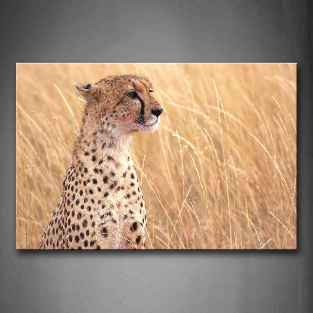 Cheetah Sit In Yellow Grass Wall Art Painting Pictures Print On Canvas Animal The Picture For Home Modern Decoration 