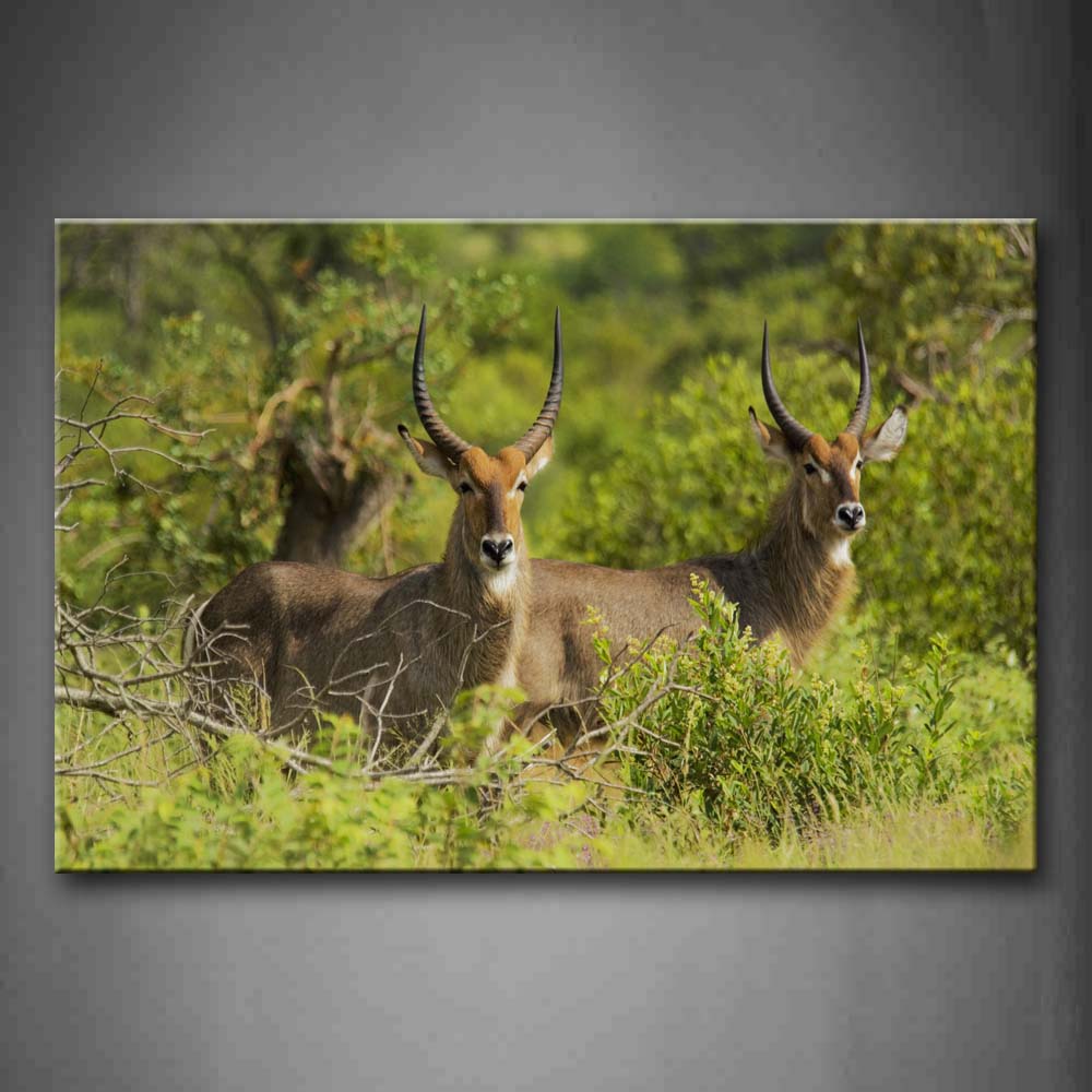 Two Antelope Stand In Bush Wall Art Painting Pictures Print On Canvas Animal The Picture For Home Modern Decoration 