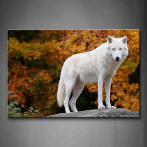 White Wolf Stand On Rock Maple  Wall Art Painting The Picture Print On Canvas Animal Pictures For Home Decor Decoration Gift 