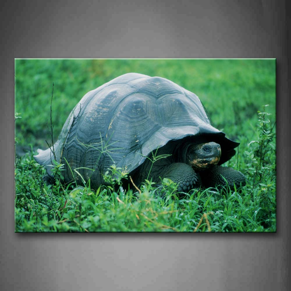 Turtle Crawl In Grass Wall Art Painting The Picture Print On Canvas Animal Pictures For Home Decor Decoration Gift 