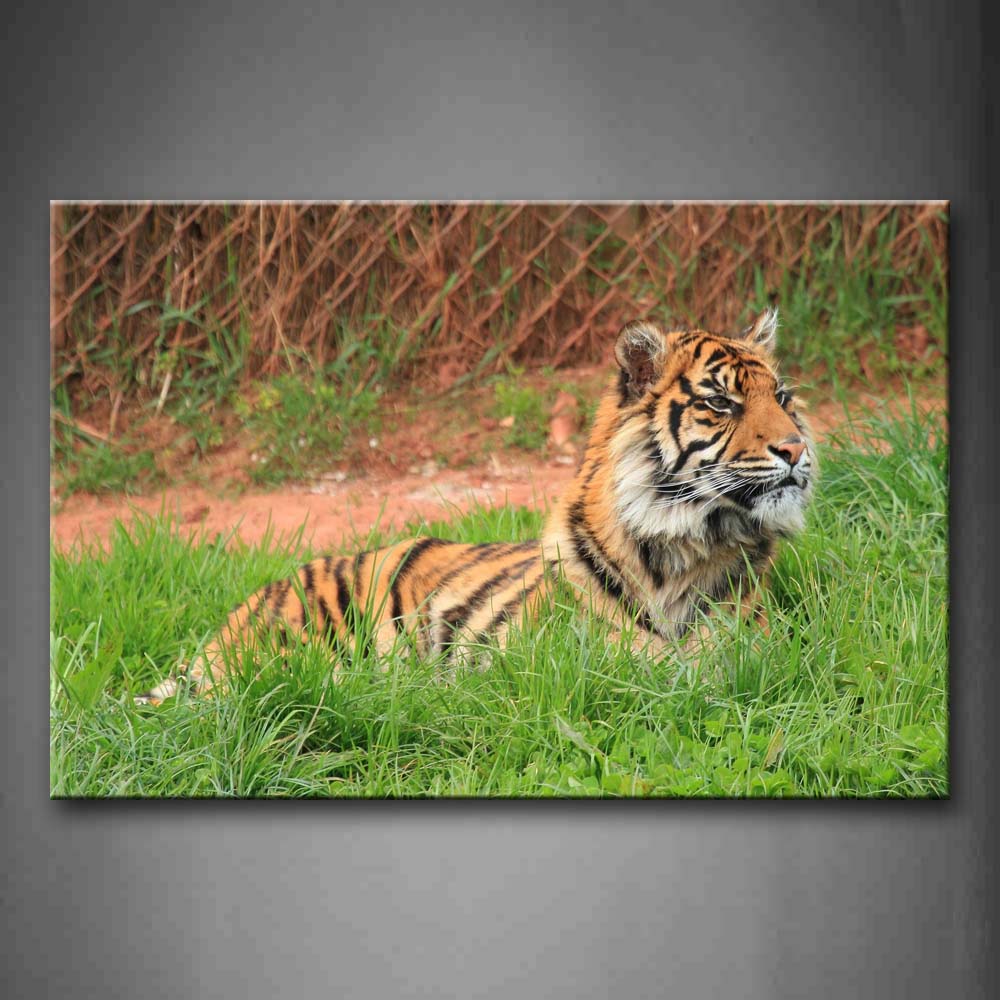 Tiger Bend Over Green Grass  Wall Art Painting The Picture Print On Canvas Animal Pictures For Home Decor Decoration Gift 